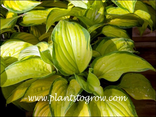 Hosta Stained Glass (Hosta)
Lots of yellow with an irregular green border.